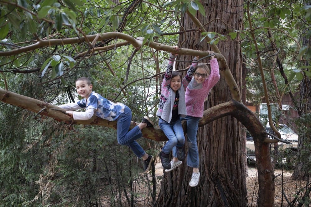 Three children happily playing on tree branches in a forest. Two girls hang from a branch, and one boy lies across another branch. The scene is joyful and adventurous.
